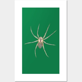 Spider, on green. Posters and Art